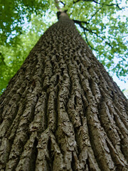 Écorce d'un grand chêne 