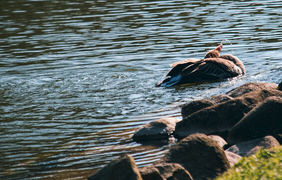 Meerenten Bilder Durchsuchen 2,418 Archivfotos, und