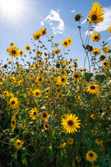 Sunflowers standing in a field