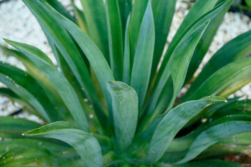 Close-up of an agave. Tropical garden with exotic plants