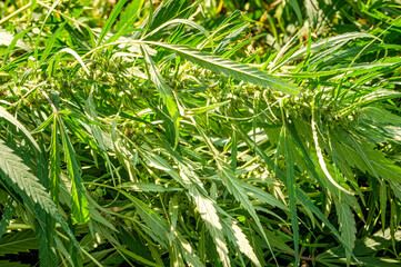 Green fresh leaves of cannabis plant