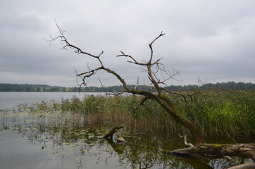 Masurian lake and broken tree near Filipów, Poland - obrazy, fototapety, plakaty