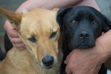 Human hands caressing a dog's head in a sign of love and friendship.