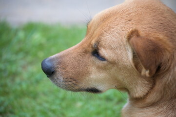 Portrait of a dog's sad face.