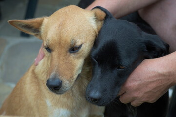 A cute couple of dogs been caressed.