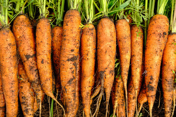 A large harvest of fresh organic carrots on the ground. Seasonal work on the farm. Autumn harvest.