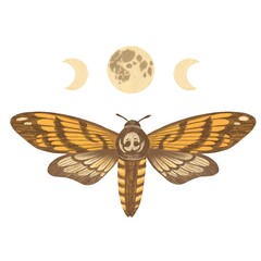 butterfly moth isolated on white