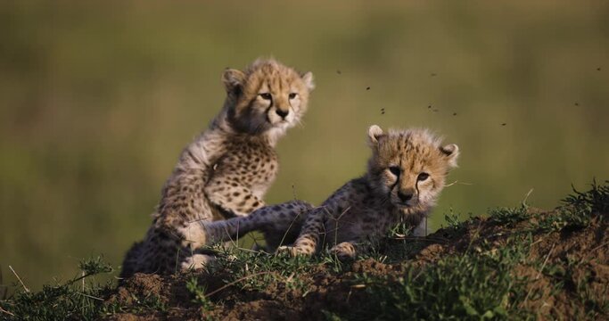 Slow motion close-up front view of cute young cheetah cubs ontop of a termite mound in African savannah grasslands