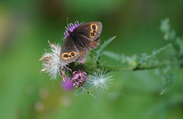 brown butterfly in summer on a flower on a soft blurred background close-up