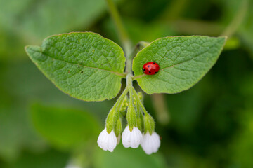 Obraz na płótnie Canvas ladybug on green leaves with white flowers