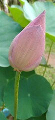 pink water lily bud in the garden