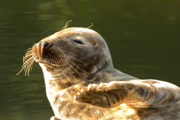 the seal lies down and salutes, and say hello, waving its fin - obrazy, fototapety, plakaty