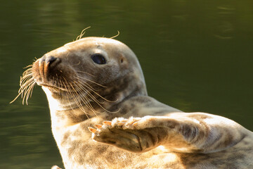 the seal lies down and salutes, and say hello, waving its fin - obrazy, fototapety, plakaty