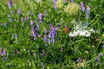 Purple flower with green leaves in the meadow.
