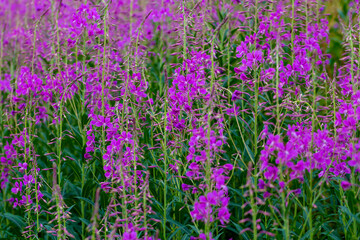 purple beautiful flowers in greenery, epilobium angustifolium