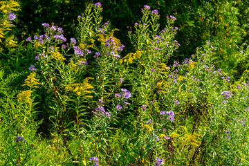 Wildflowers in late summer