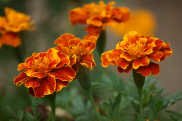 Marigold