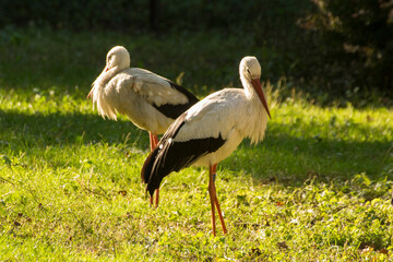 two storks on green grass