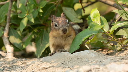 A Golden Mantled Ground Squirrel peeks out from between the leaves of low growing native alpine plants in Glacier National Park Montana.
