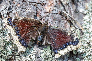 Mourning butterfly. Butterfly at the end of summer. Old wings. Old butterfly. Autumn insects.