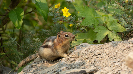 A Golden Mantled Ground Squirrel pauses for a moment in front of some low growing native plants and flowers.