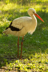 white stork on green grass