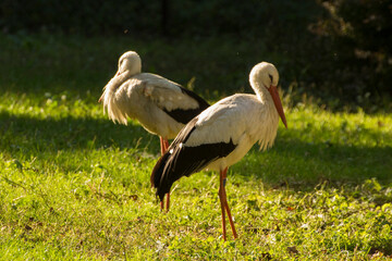 two storks on green grass