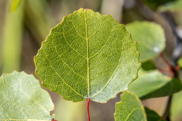 Aspen leaf. Close-up of green leaf boards of aspen.