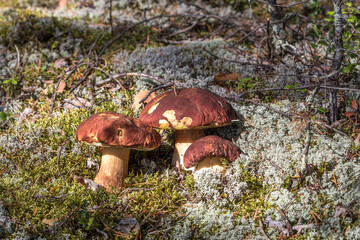 White mushrooms. Mushrooms in the forest. Northern nature. Gifts of the forest. Harvest. Wild food. Mushrooms for food.