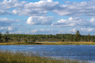 Sunny day in the forest. Clear blue sky. Pine forest. Wild lake.