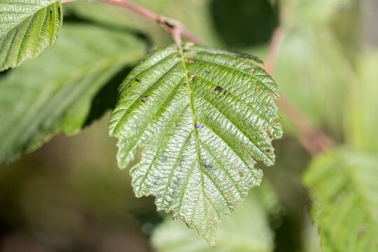 Green alder leaf. Close-up. Foliage.