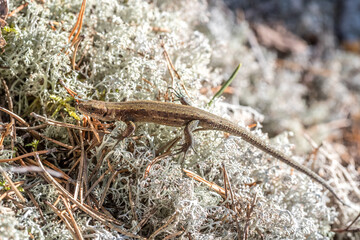 Lizard in the forest. Lizard on moss and tree.