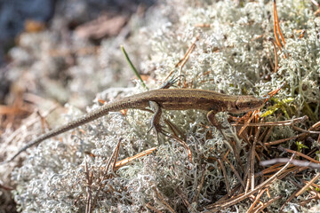 Lizard in the forest. Lizard on moss and tree.