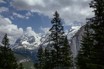 Alps in summer morning. Gimmelwald, Lauterbrunnen, Murren Switzerland, Alps mountain landscape with flowers and cows