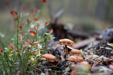 Wild mushrooms