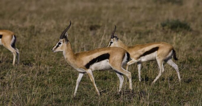 Slow motion close-up view of two Thomson's gazelle walking in African savannah grasslands