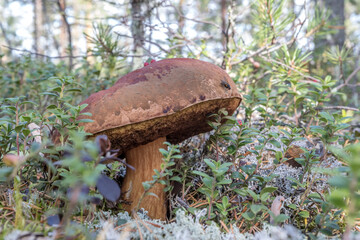 White mushrooms. Mushrooms in the forest. Northern nature. Gifts of the forest. Harvest. Wild food. Mushrooms for food.