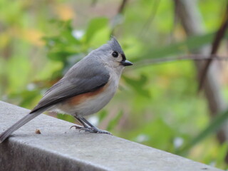 Tufted Titmouse Gray Gold Bird perched on Wall