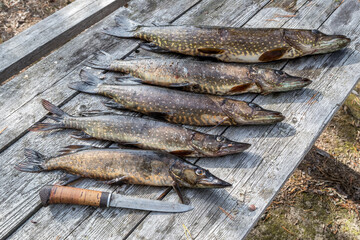 Pikes on a wooden table. Successful fishing. Big fish and a Finnish knife. Hunting and fishing.