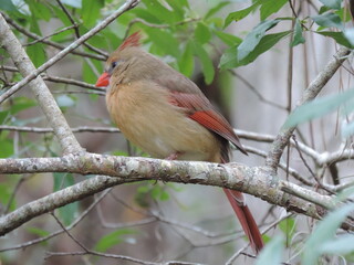 Cardinal Bird Perched on Tree Branch in Nature