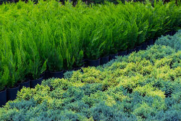 Thuja and juniper seedlings in the nursery are ready for sale