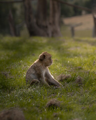 Kleiner Affe sitzt im Gras