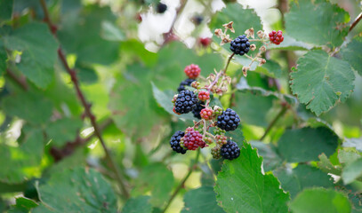 Black raspberry bush
