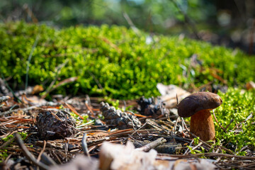 brown cap mushroom grows in moss wood