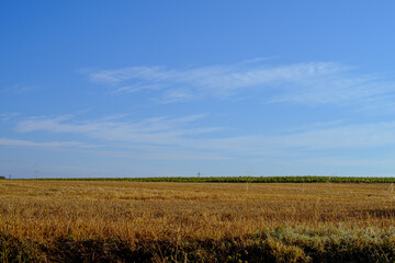 Plain harvested agricultural field on a blue sunny summer day
