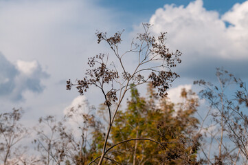 grass against sky