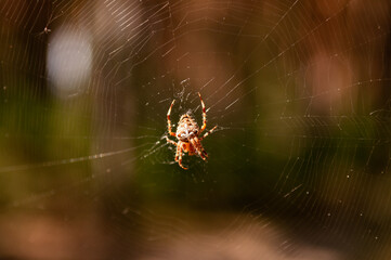 spider on web