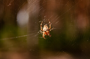 spider on web