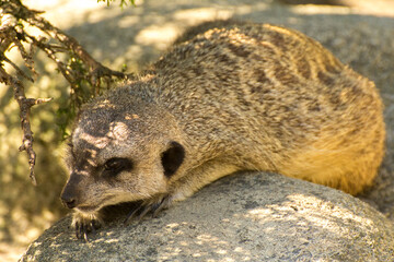 the meerkat is lying on the stone