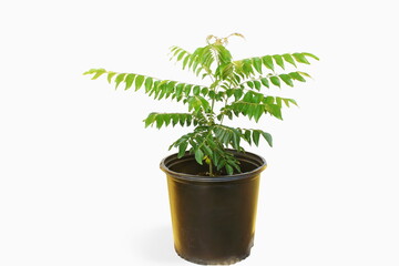 fresh curry leaves or curry patta herb plant in pot  on white background